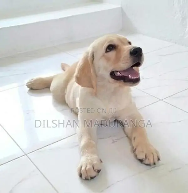 Labrador Retriever Puppy