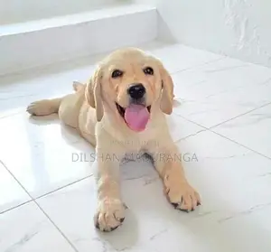Labrador Retriever Puppy