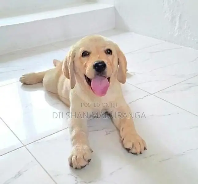 Labrador Retriever Puppy