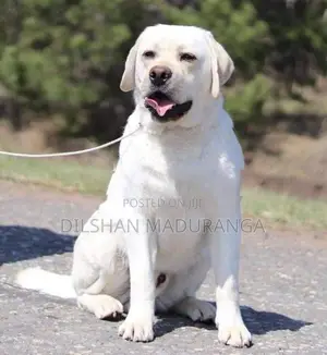 Labrador Retriever Puppy