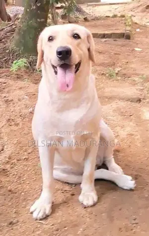 Labrador Retriever Puppy