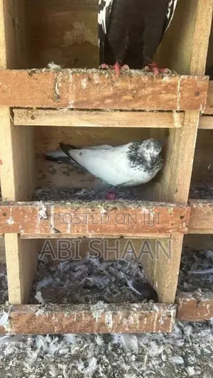 Pigeons