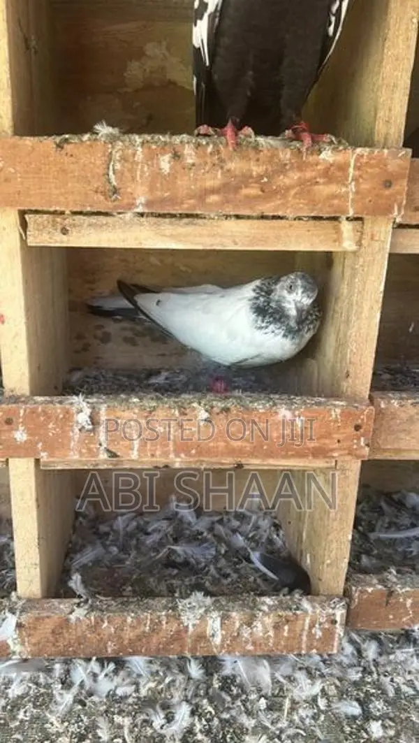 Pigeons