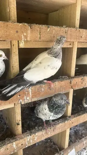 Pigeons