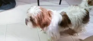 Shih Tzu Female Dog