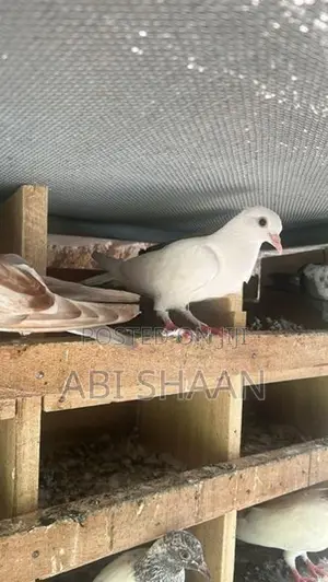 Pigeons