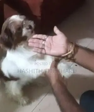 Shih Tzu Female Dog
