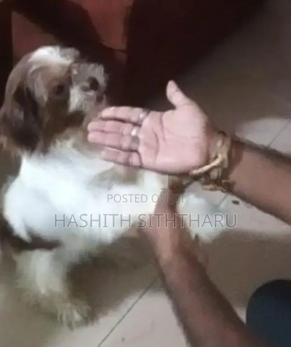 Shih Tzu Female Dog