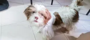 Shih Tzu Female Dog