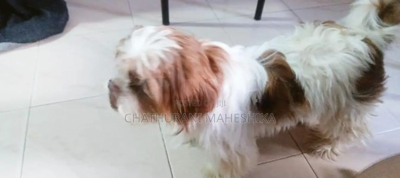 Shih Tzu Female Dog