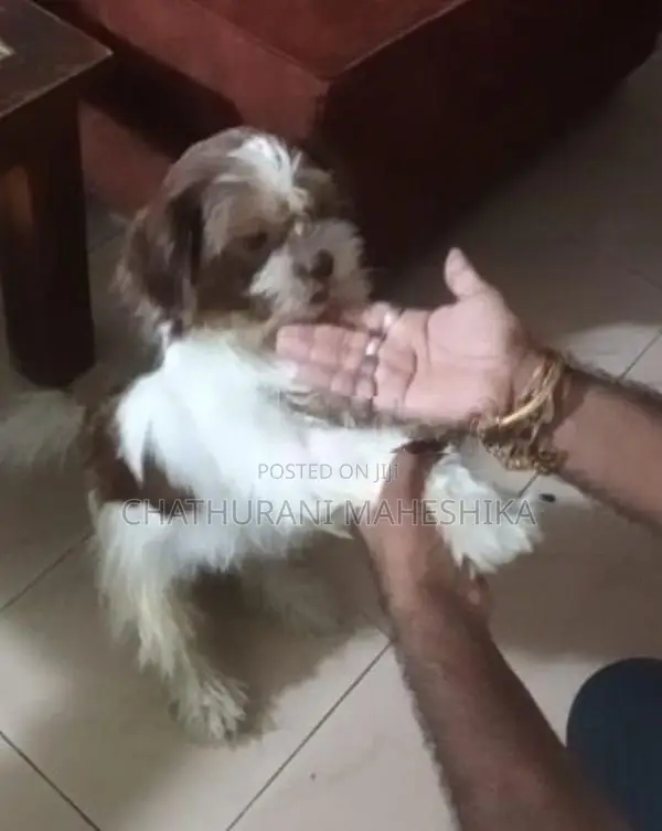 Shih Tzu Female Dog