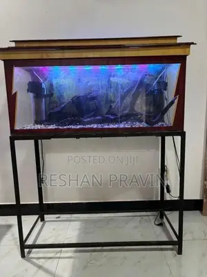 Fish Tank