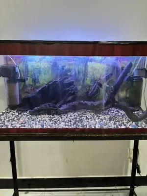 Fish Tank