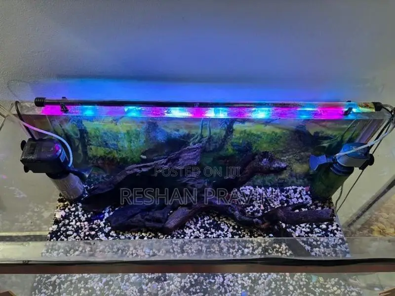 Fish Tank