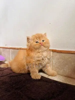 Persian Kitten