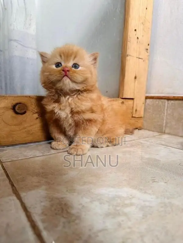 Persian Kitten
