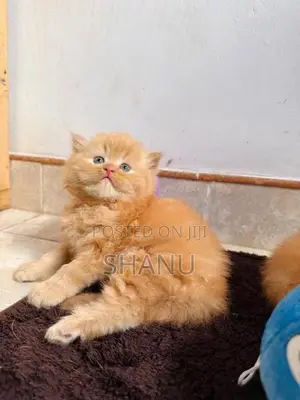 Persian Kitten