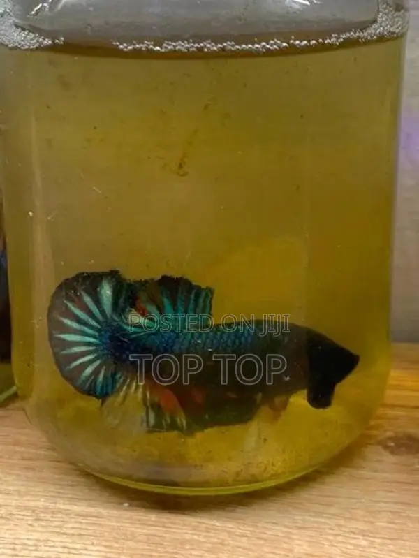 Betta Fish