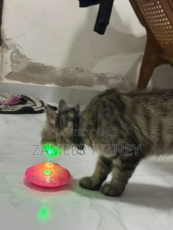 Persian cat