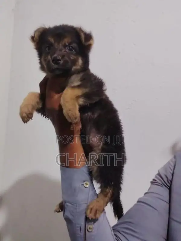German shepherd long coat puppies