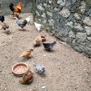 බ්‍රහම කුකුල් පැටවුන් විකිණීමට