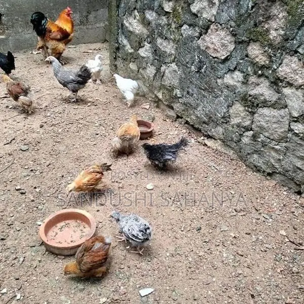 බ්‍රහම කුකුල් පැටවුන් විකිණීමට