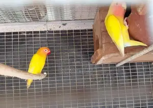 African Love Birds