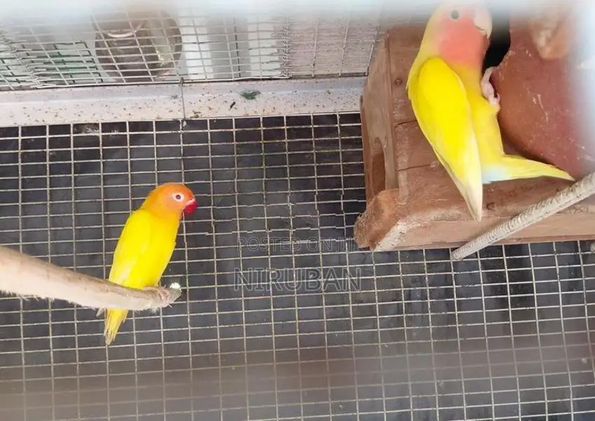 African Love Birds