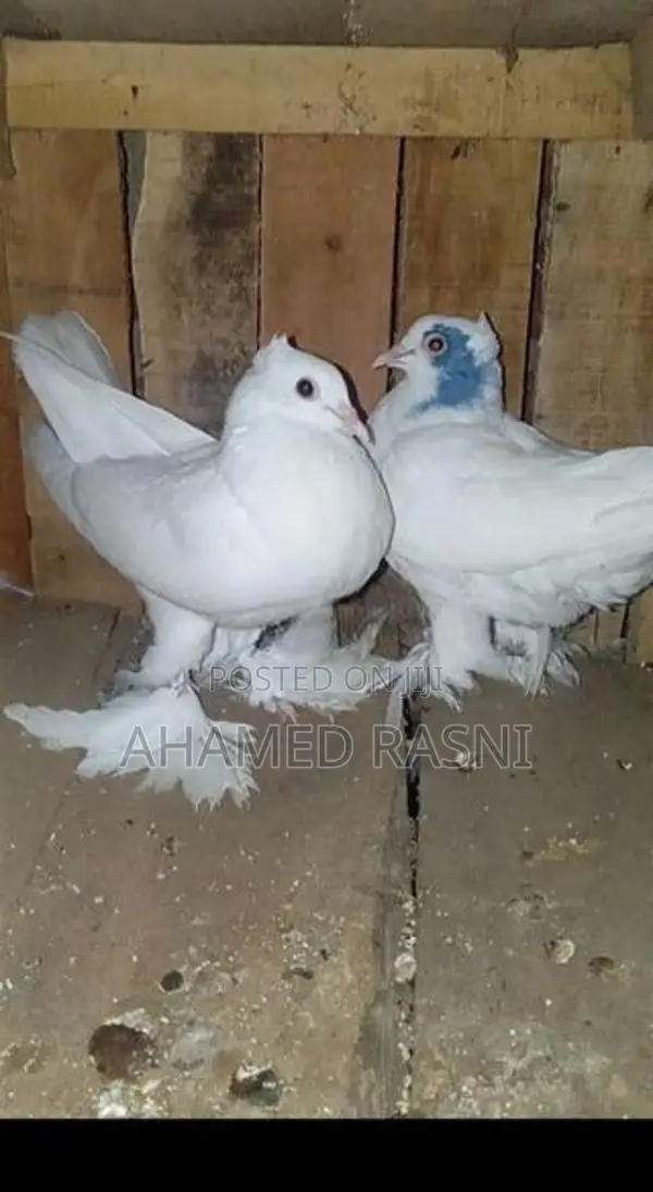 Pigeons