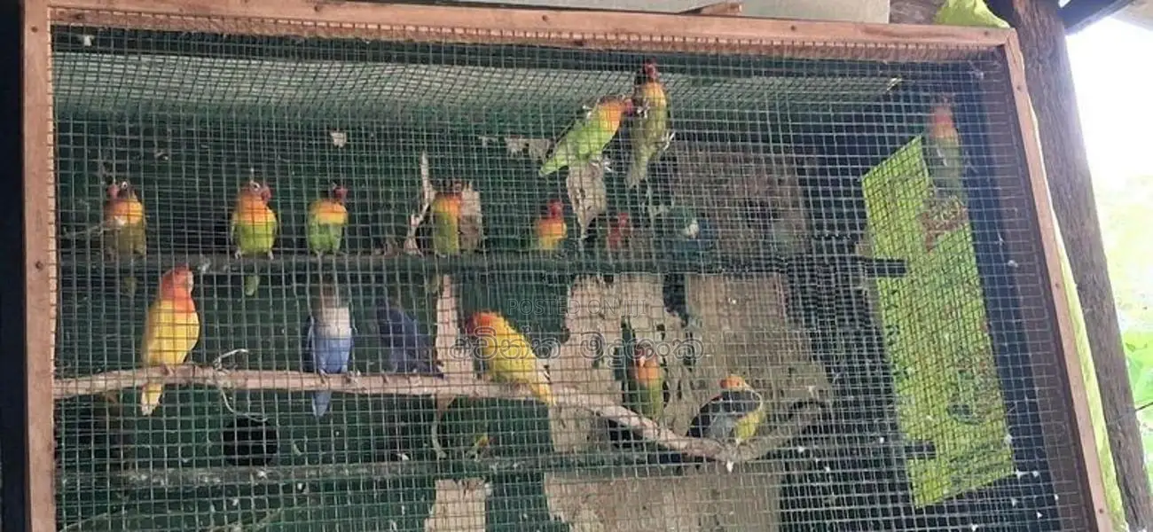 අප්‍රිකල් ලව්බර්ඩ්