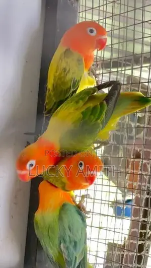 Love Birds