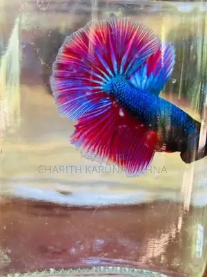betta fish