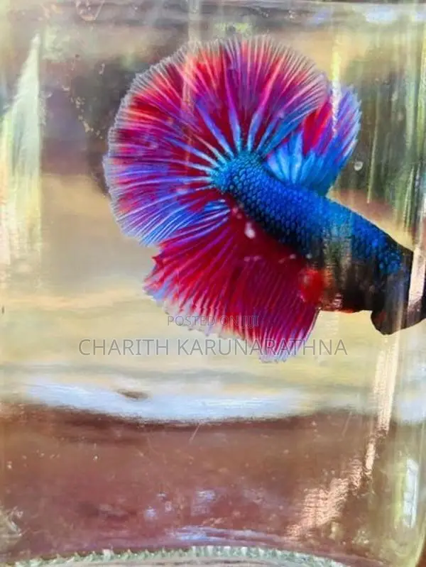 betta fish