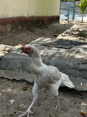Parrot Beak Long Tail Rooster