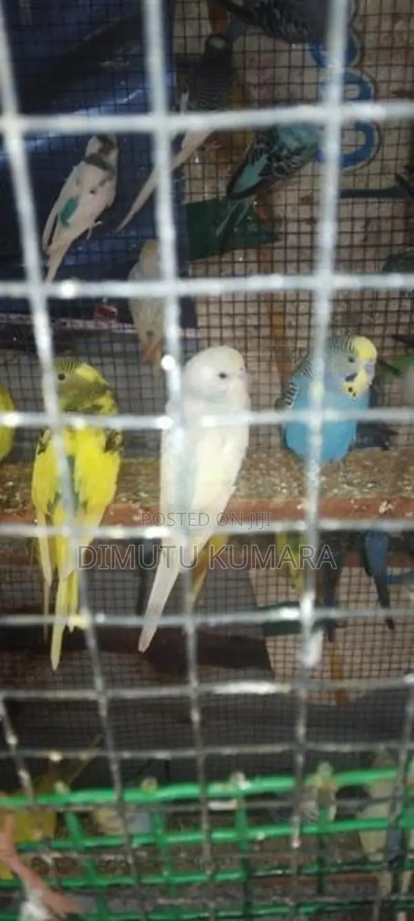 Love Birds