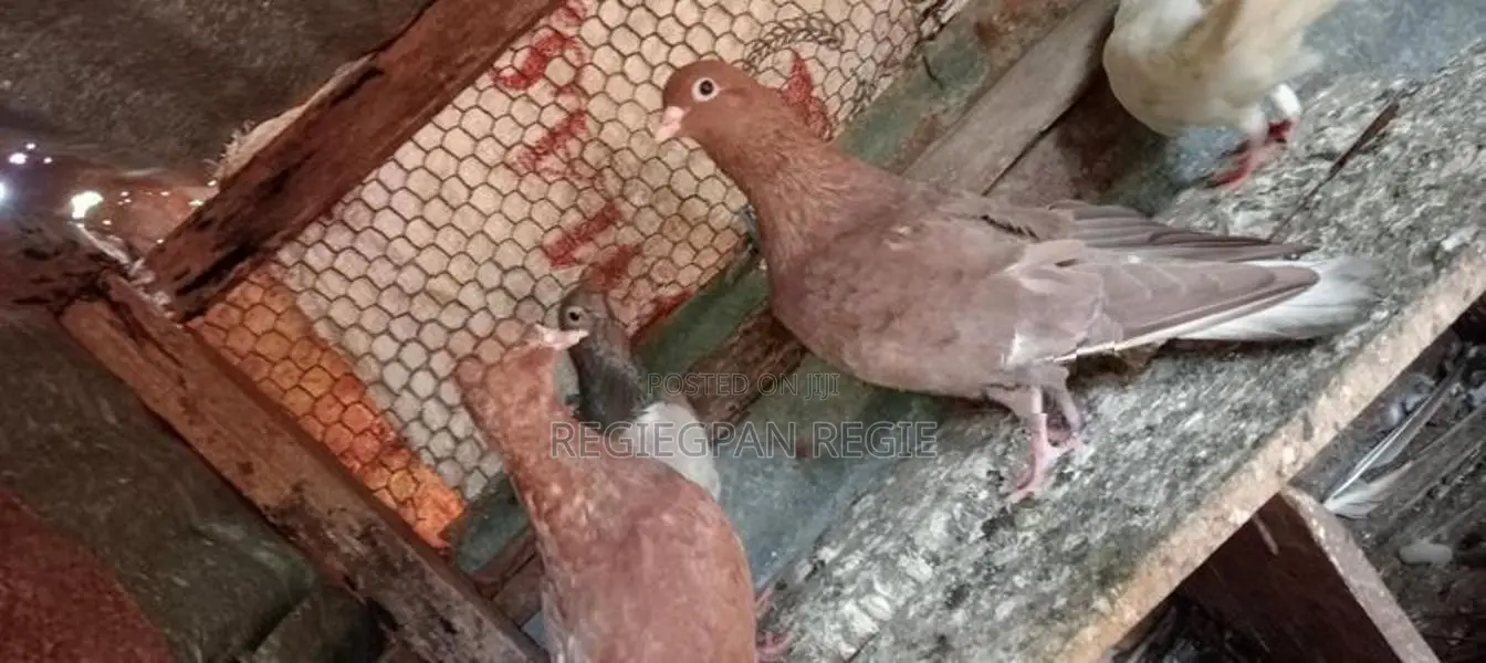 Pigeon