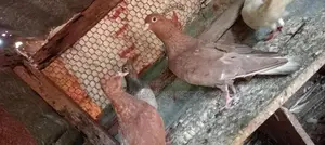 Pigeon