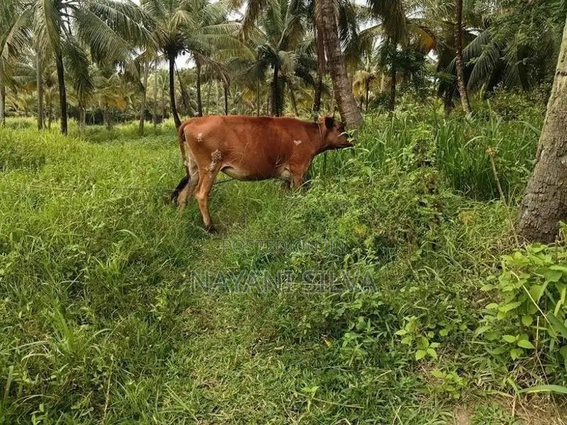 Farm Cow