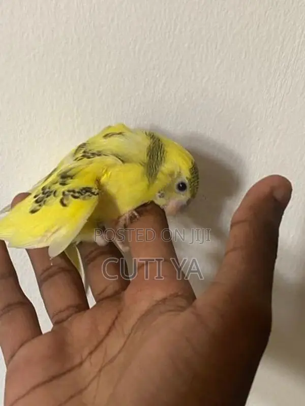 Love Birds