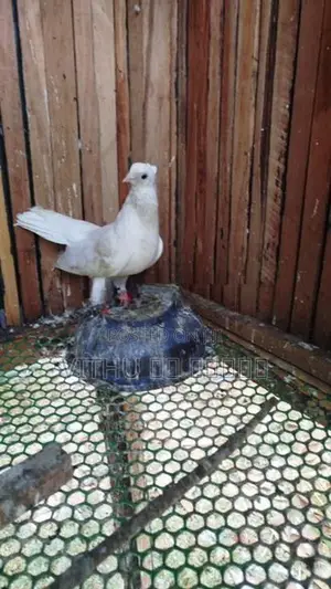 Pigeon