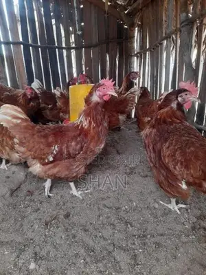 முட்டை கோழி