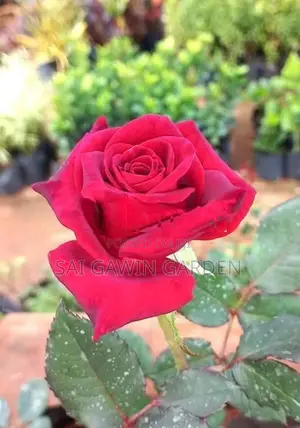 new rose plant