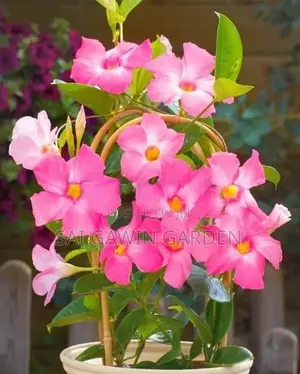 கொடி பூ Plant