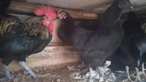 කිකිලීයන් සහ කුකුලන් විකිනිමට