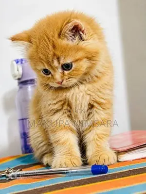 persian cat