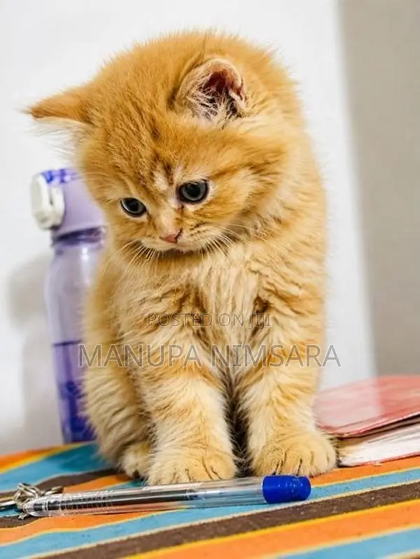 persian cat