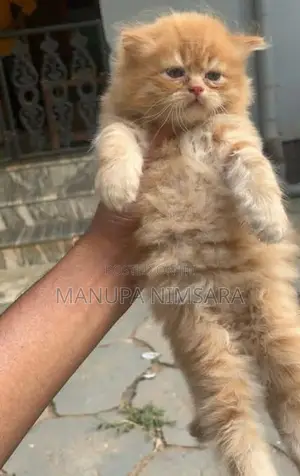 persian kitten