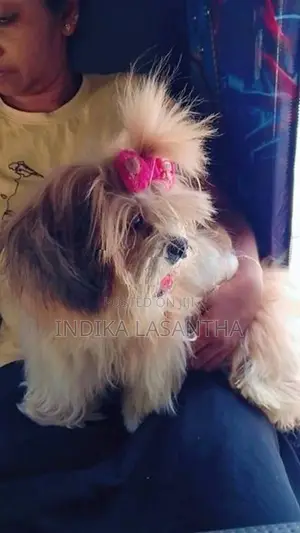 Shih Tzu Puppies
