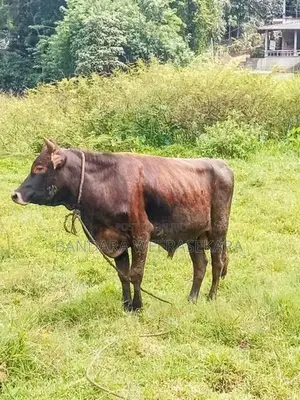 Cows