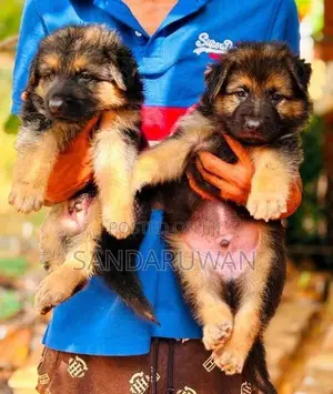 Shepherd Puppies